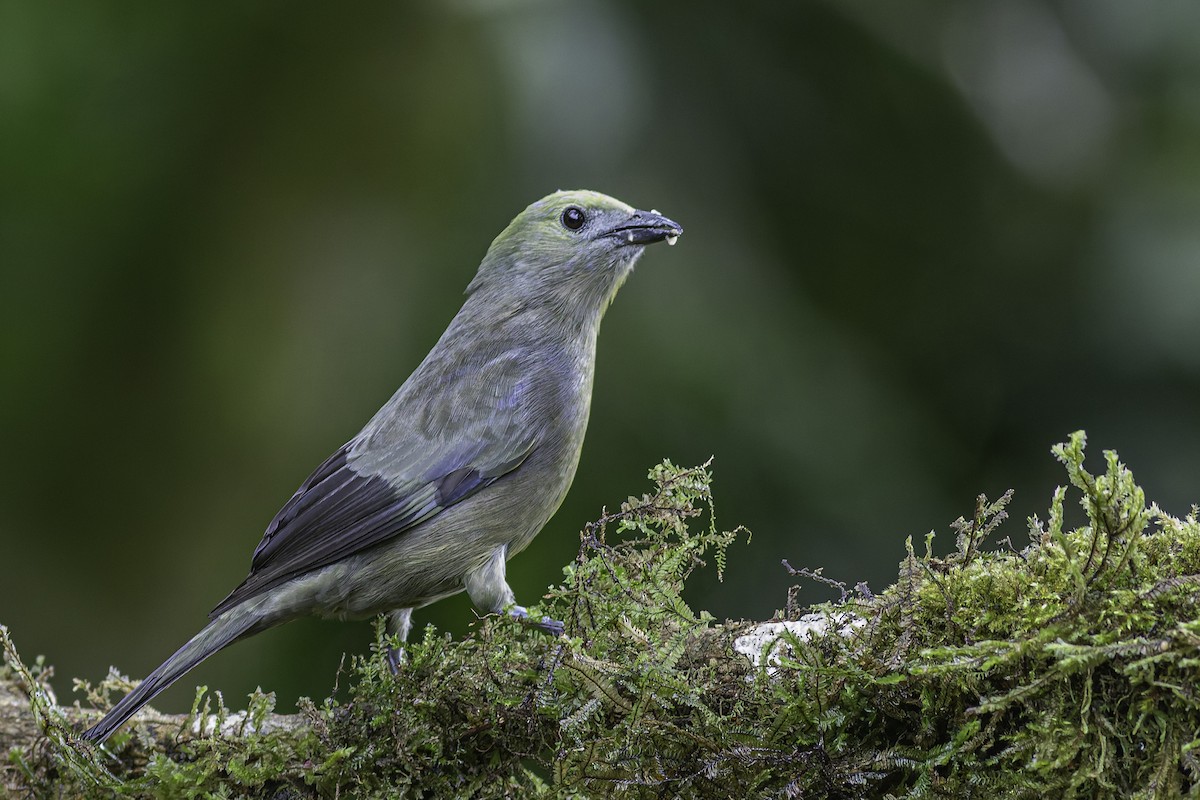 Palm Tanager - ML620616577
