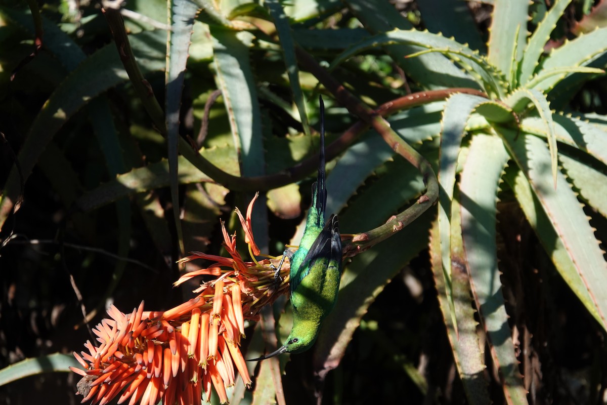 Malachite Sunbird - ML620616578