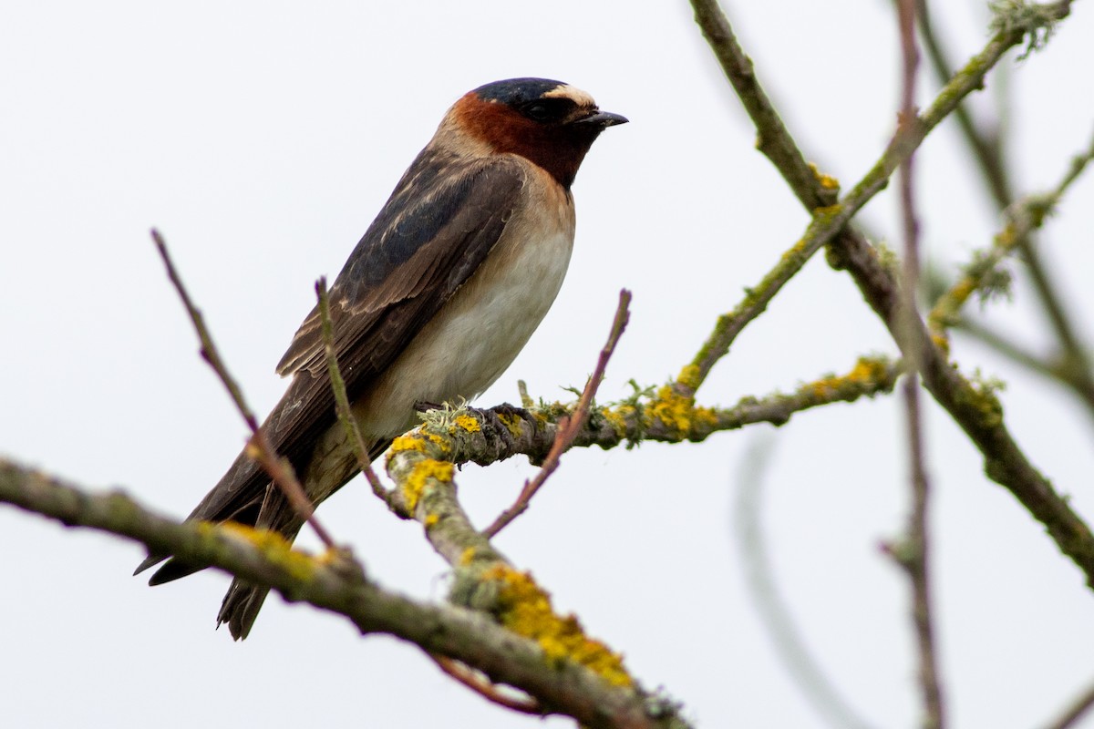 Cliff Swallow - ML620616579