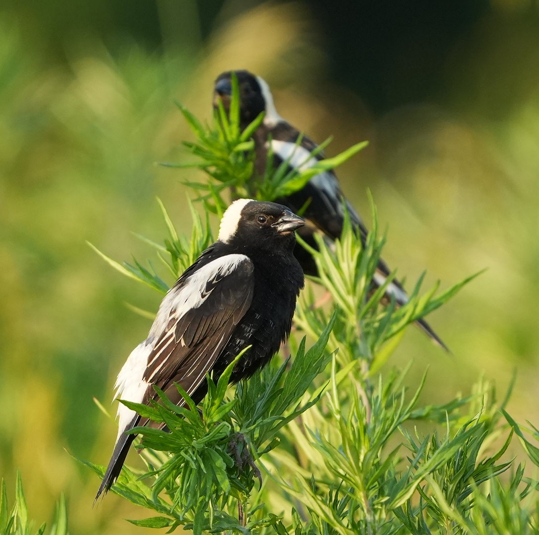 bobolink americký - ML620616582