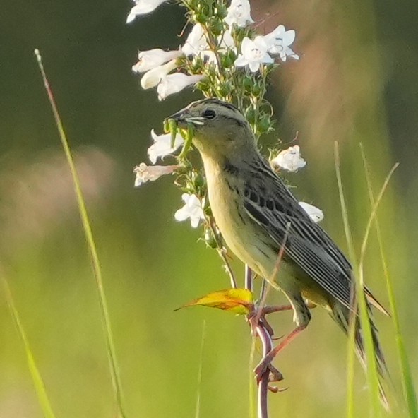 bobolink americký - ML620616583