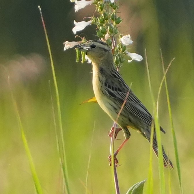 bobolink americký - ML620616587