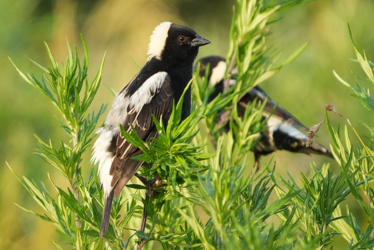 bobolink americký - ML620616588