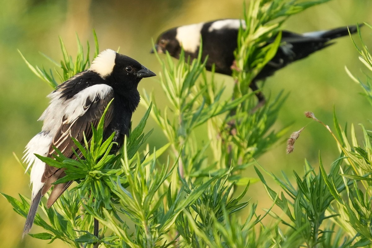 bobolink americký - ML620616590