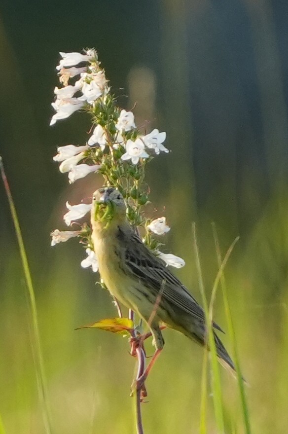 bobolink americký - ML620616591