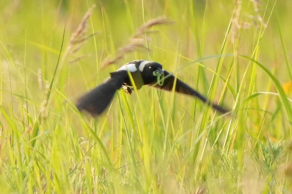 bobolink americký - ML620616594