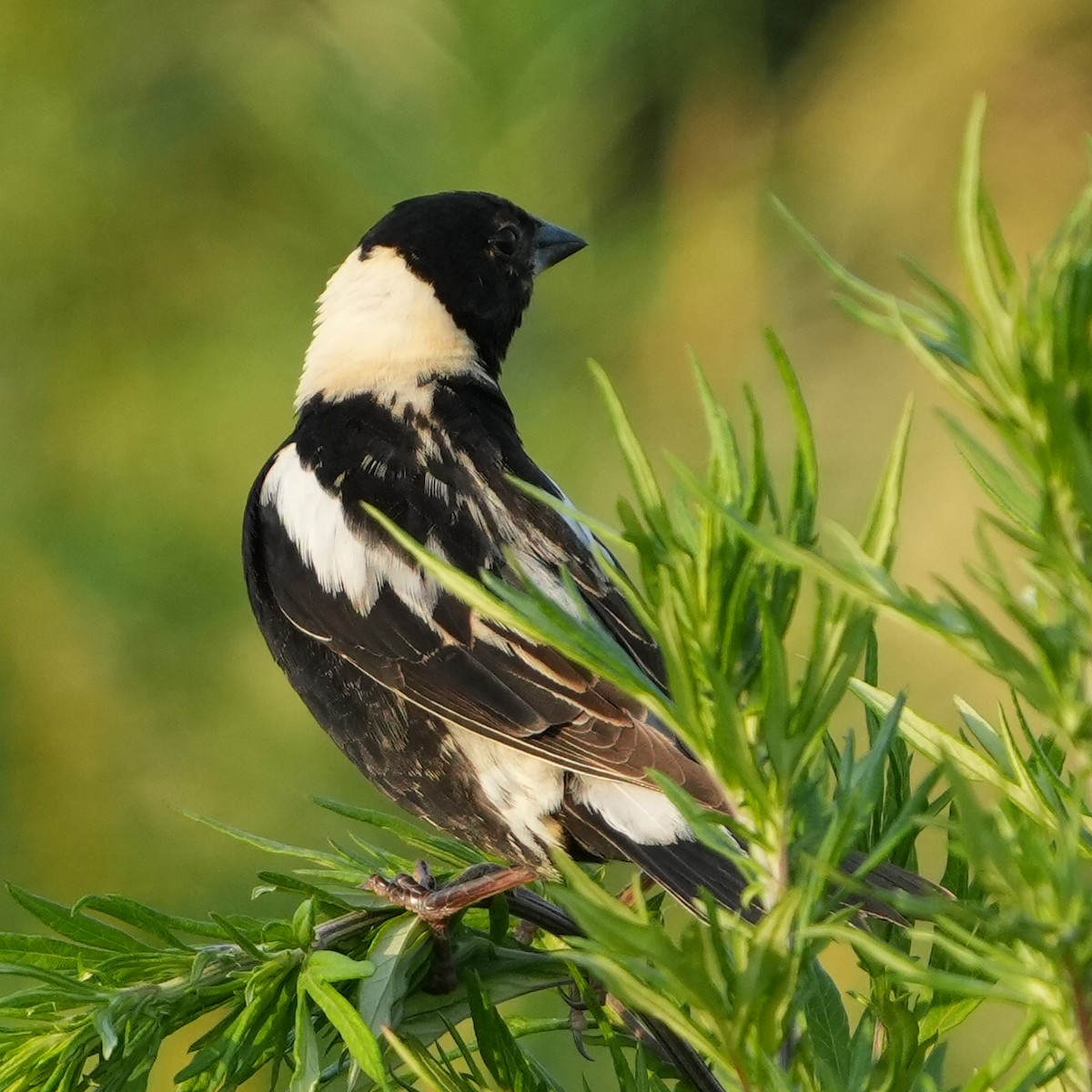 bobolink americký - ML620616598