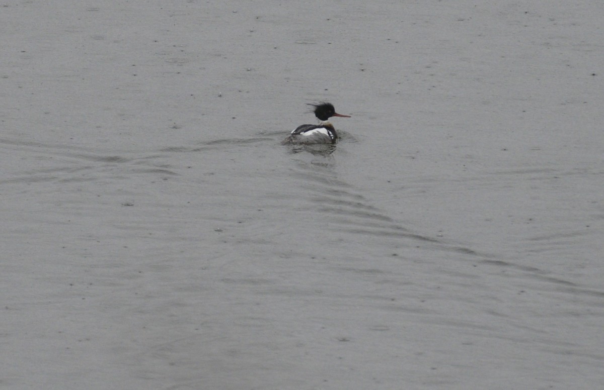 Red-breasted Merganser - ML620616600