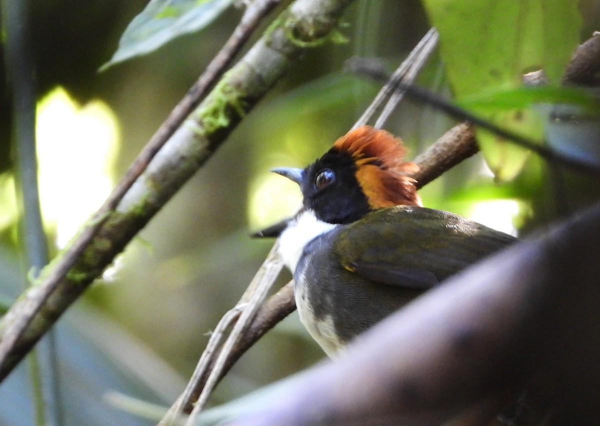 Chestnut-capped Brushfinch - ML620616601