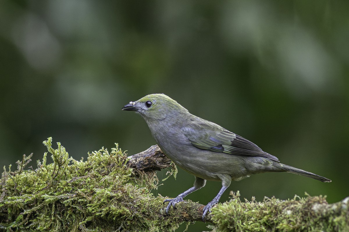 Palm Tanager - ML620616603