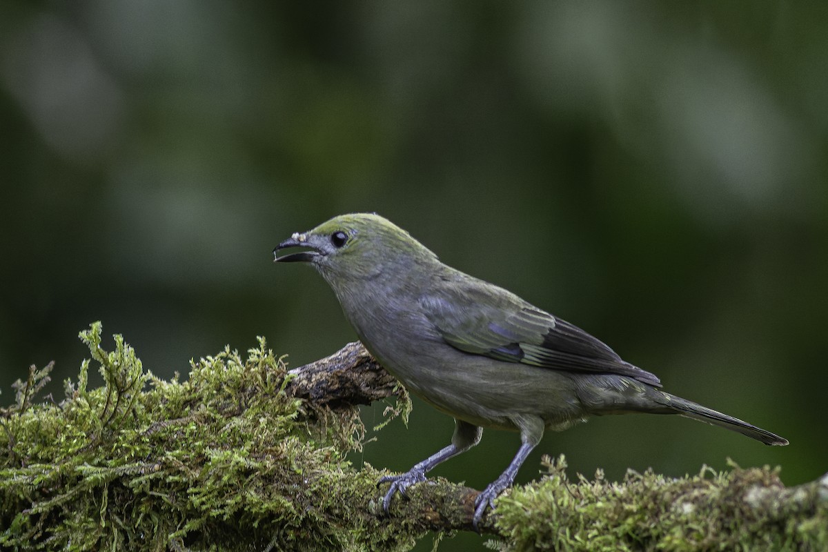 Palm Tanager - ML620616604