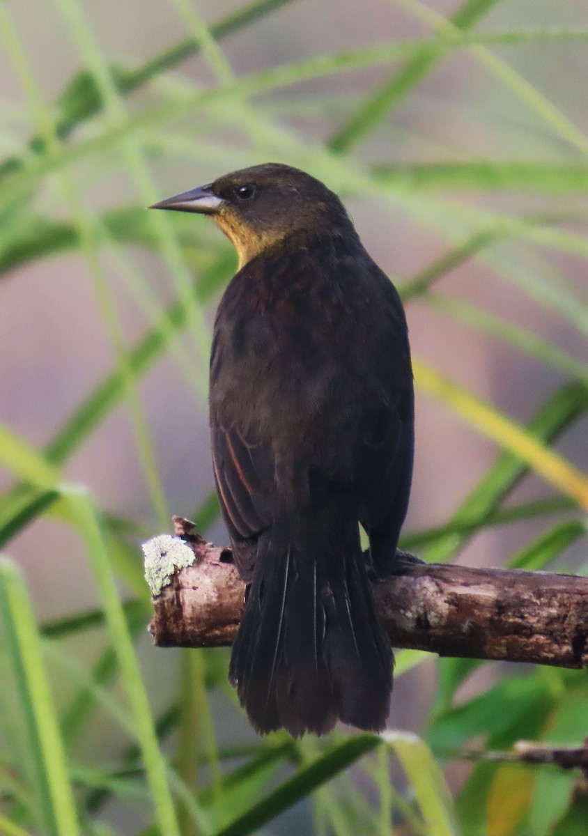 Unicolored Blackbird - ML620616605