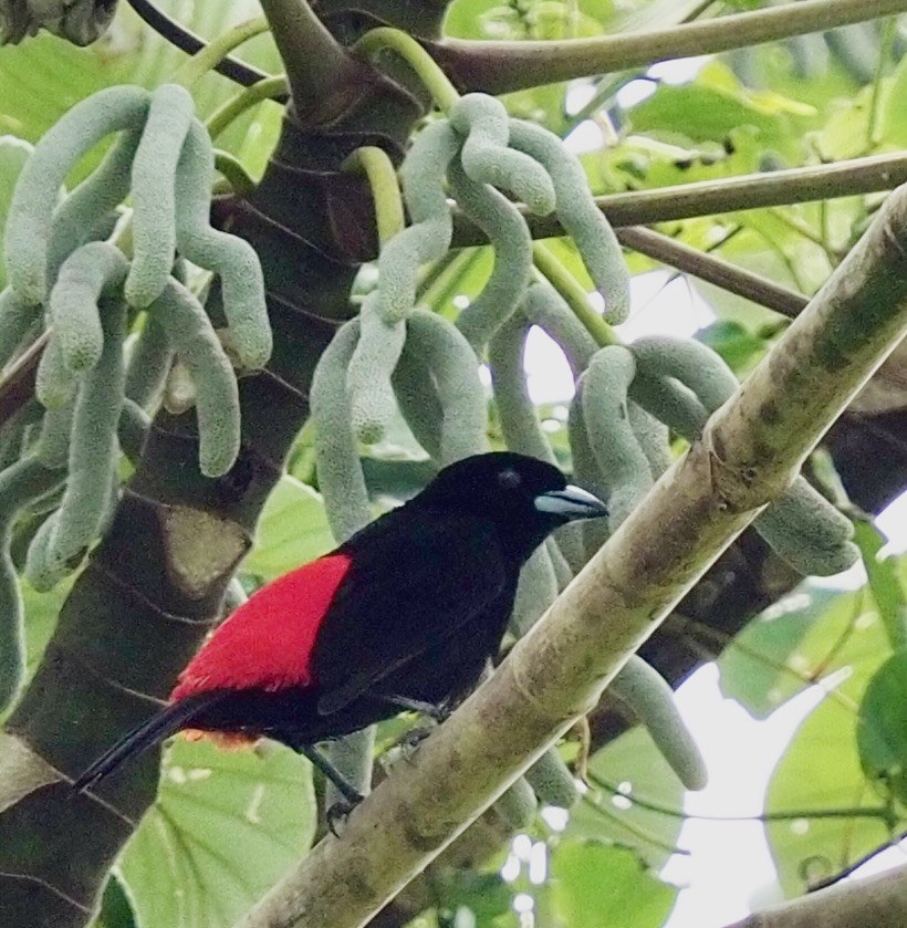 Scarlet-rumped Tanager - ML620616606