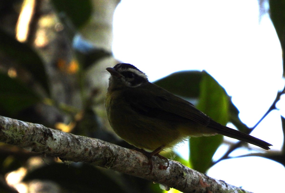 Three-striped Warbler - ML620616607