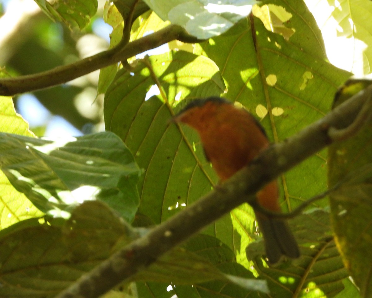 Rufous-crested Tanager - ML620616609