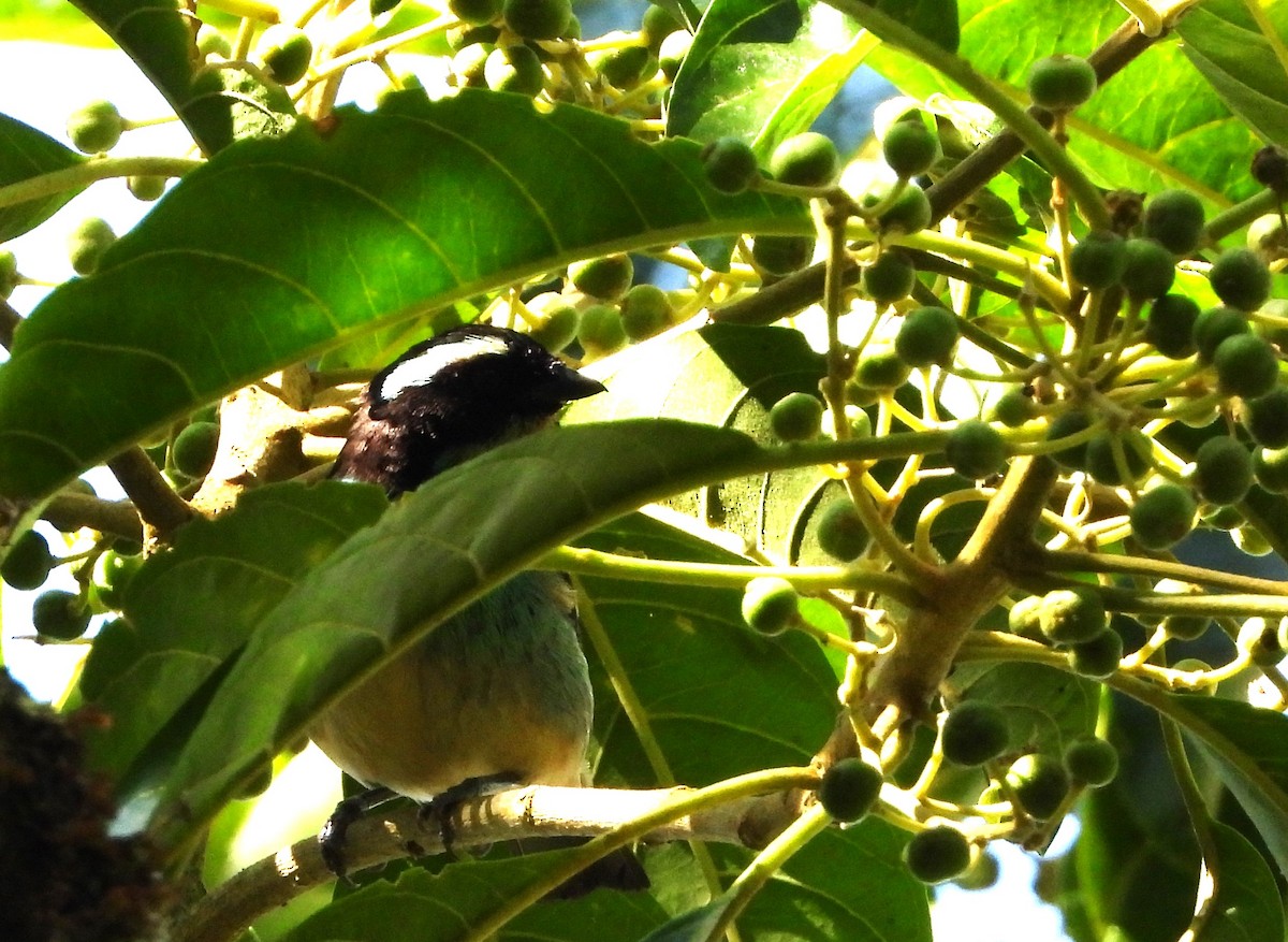 Blue-browed Tanager - ML620616617