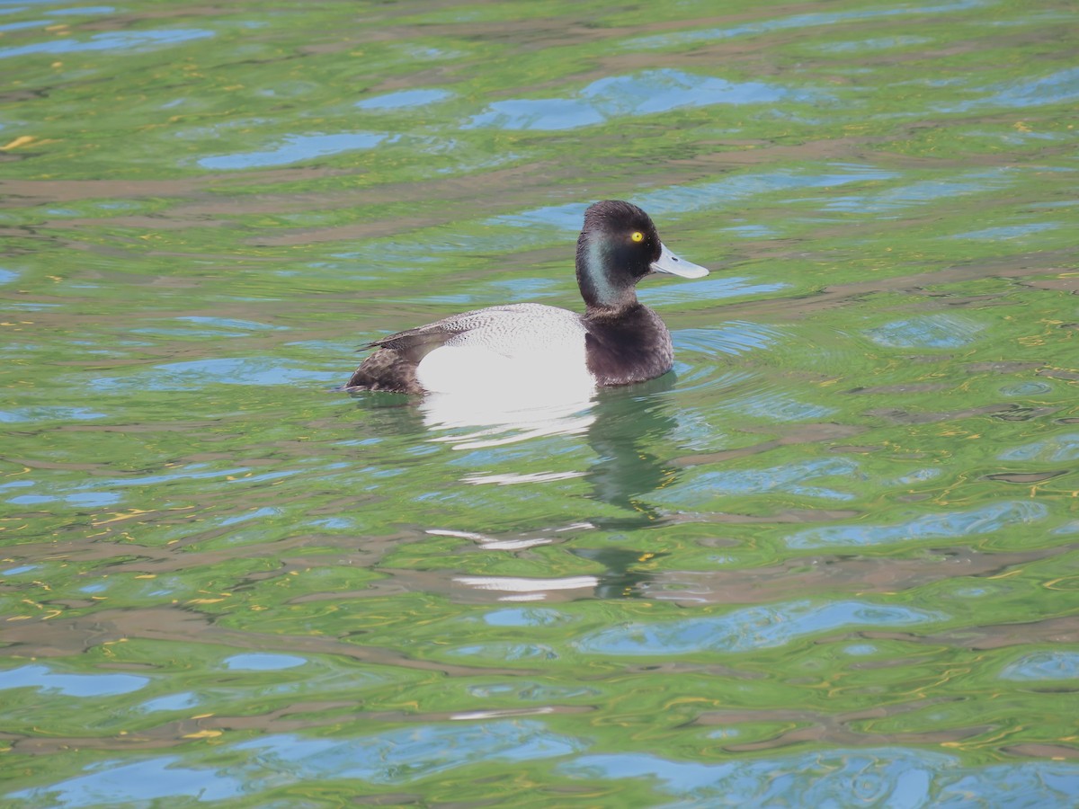 Lesser Scaup - ML620616619