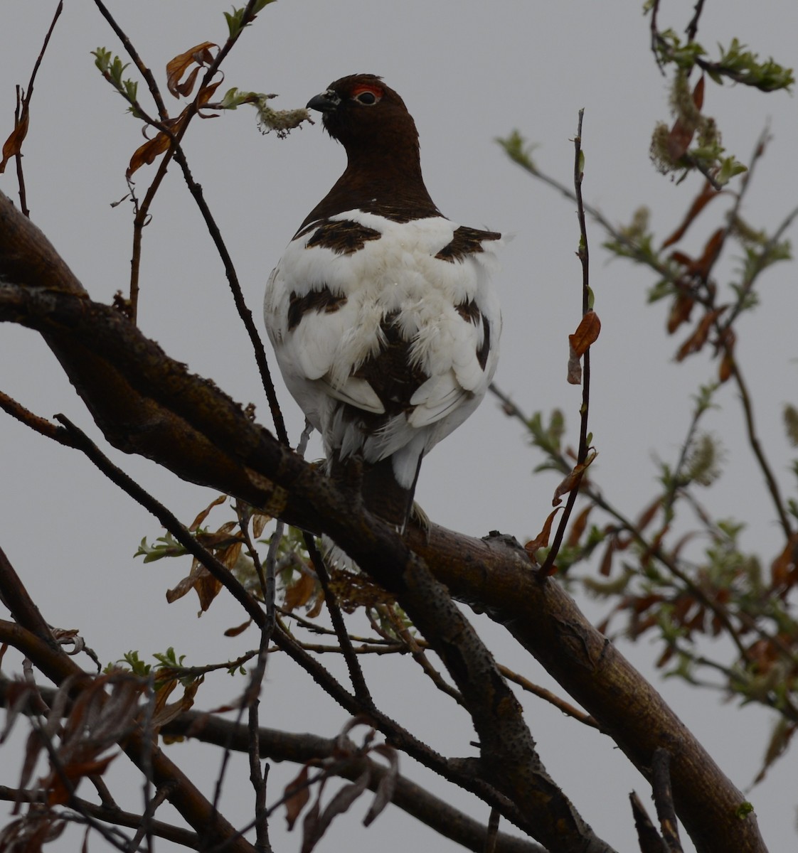 Kar Tavuğu [lagopus grubu] - ML620616624