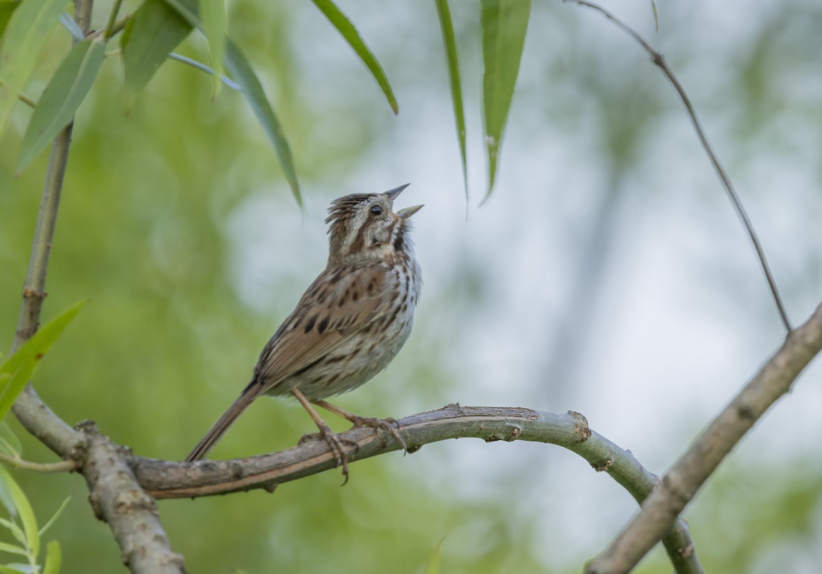 Song Sparrow - ML620616630