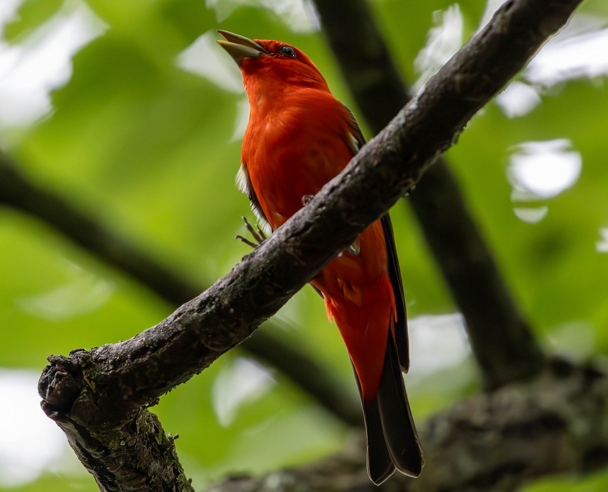 Scarlet Tanager - ML620616635