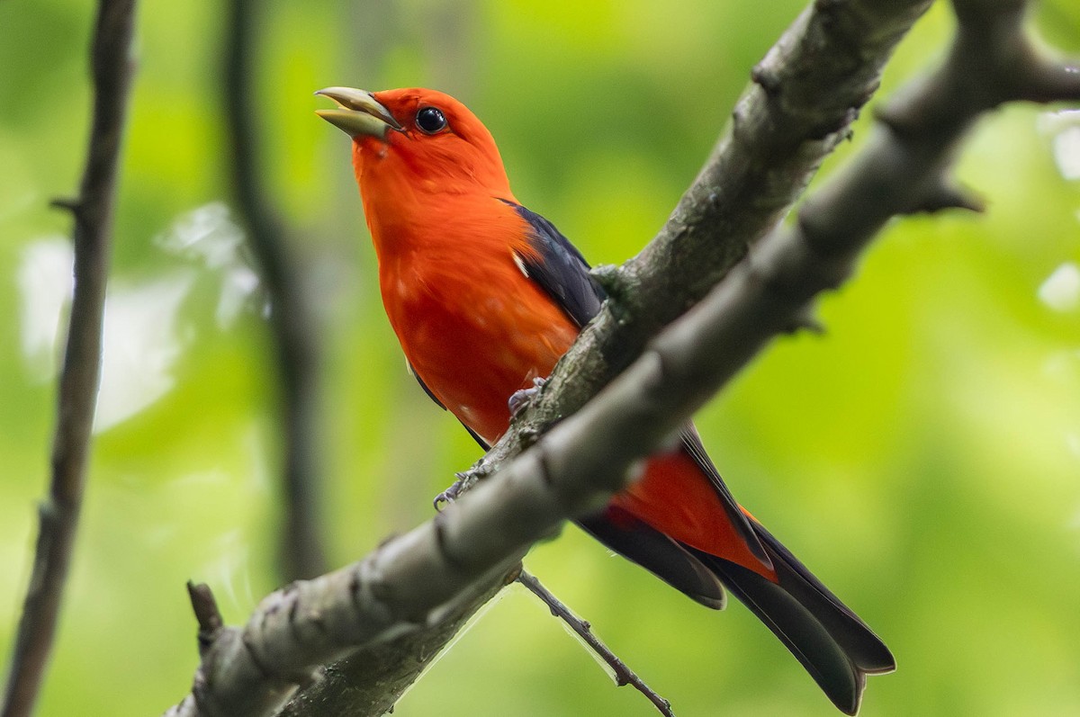 Scarlet Tanager - ML620616637