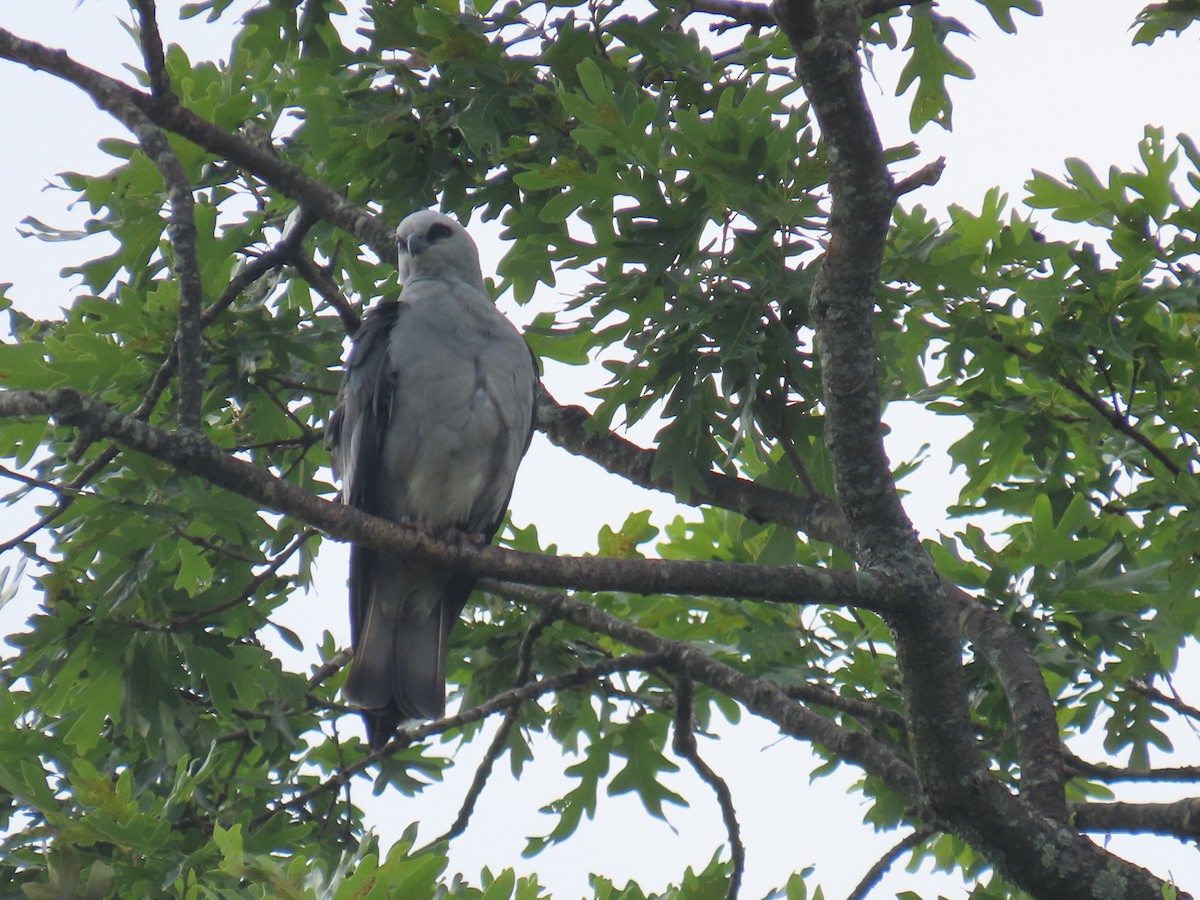 Mississippi Kite - ML620616639