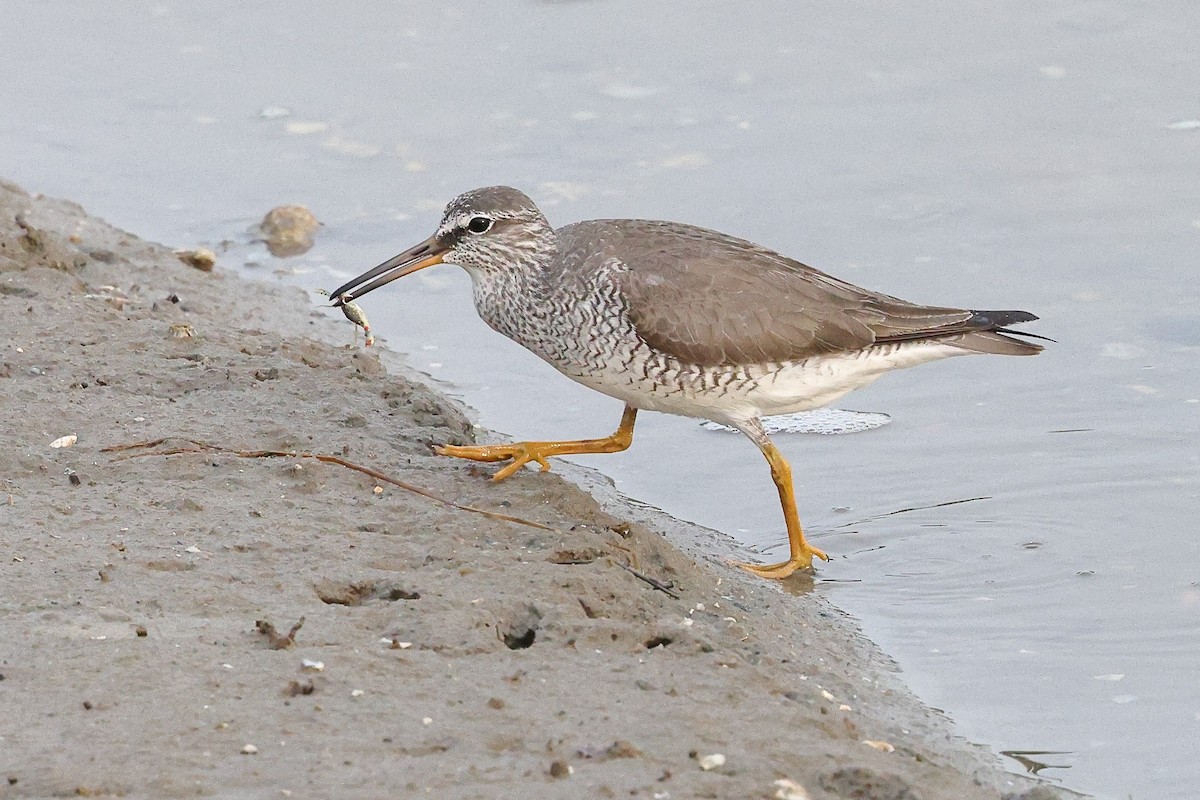 Gray-tailed Tattler - ML620616640