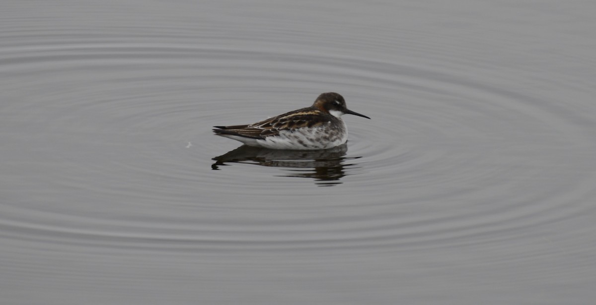 Red-necked Phalarope - ML620616641