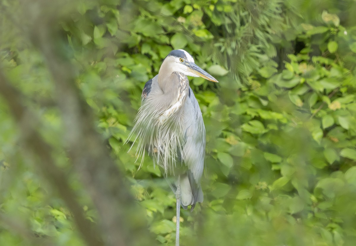 Great Blue Heron - ML620616652