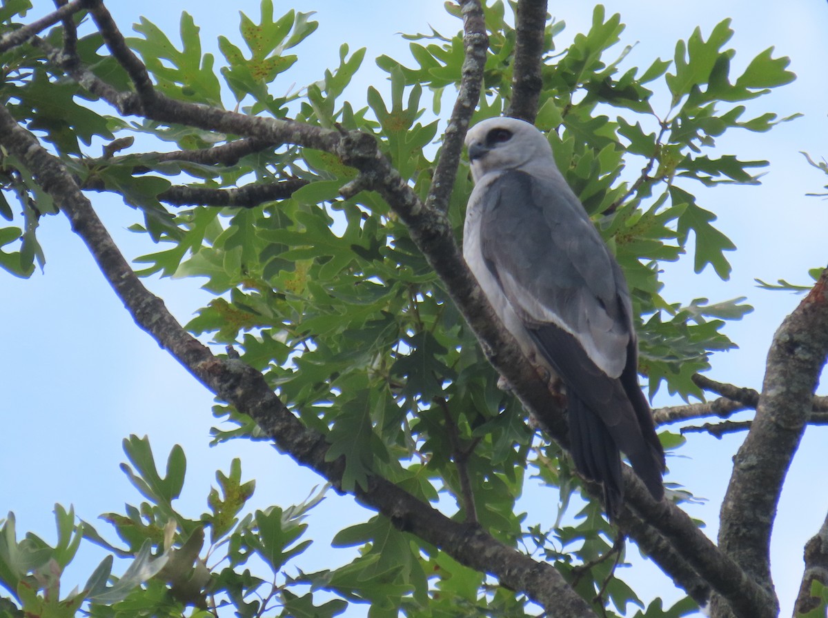 Mississippi Kite - ML620616653