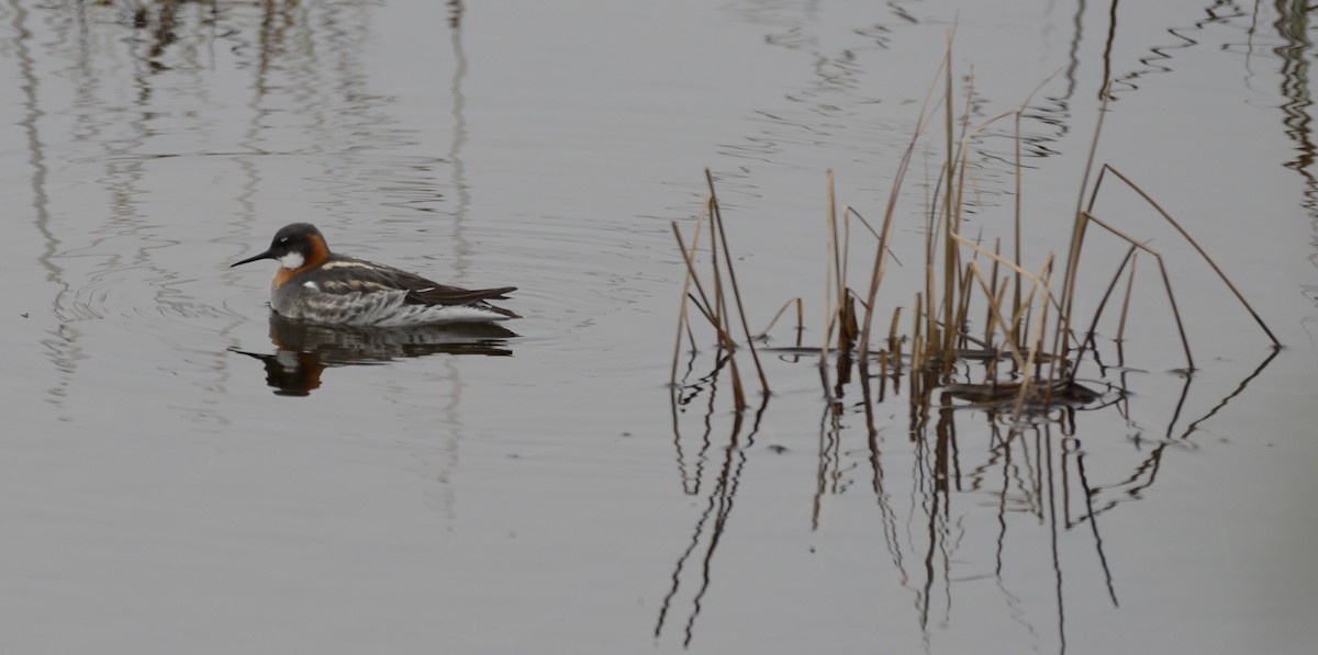 Red-necked Phalarope - ML620616654