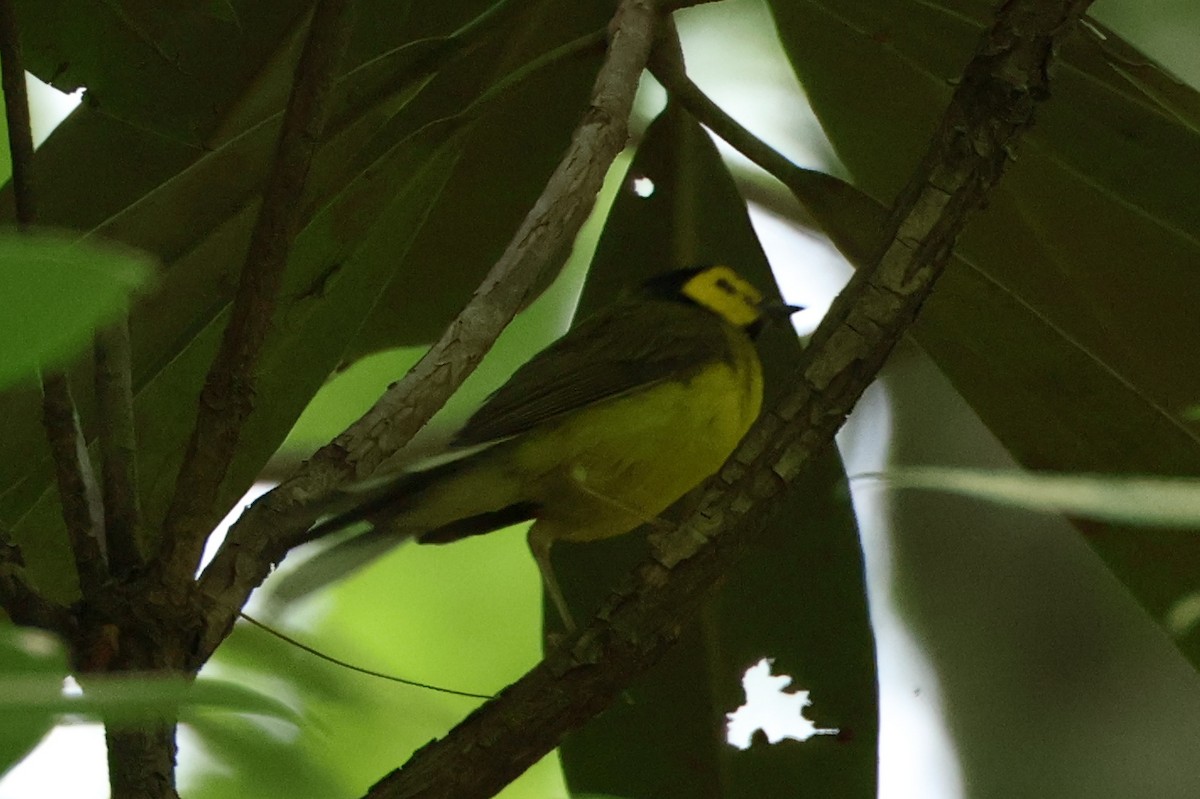 Hooded Warbler - ML620616655