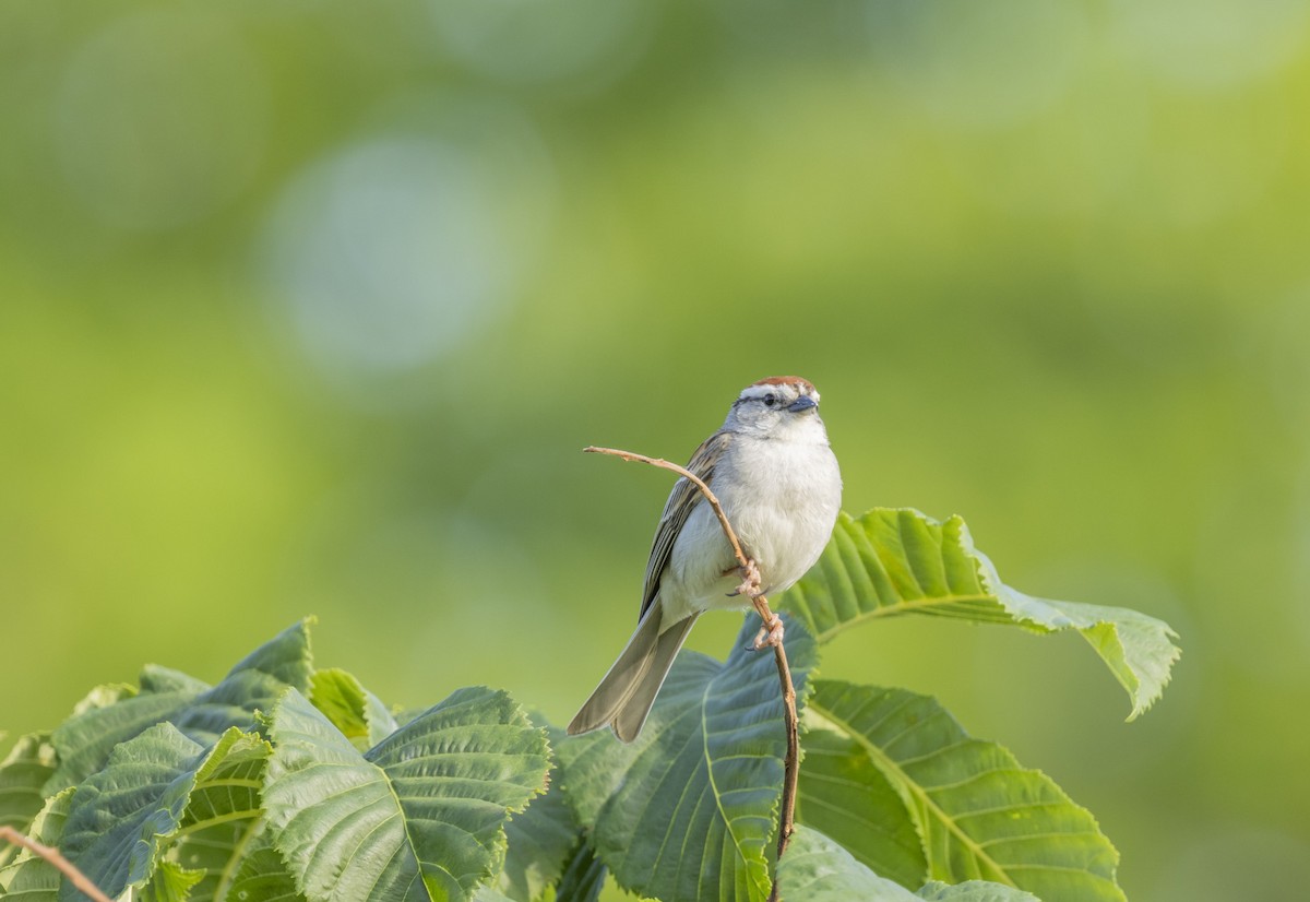 Chipping Sparrow - ML620616659