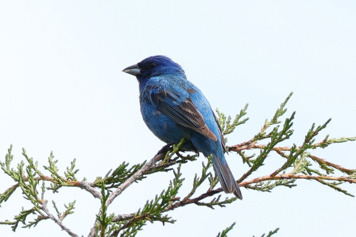 Indigo Bunting - ML620616660