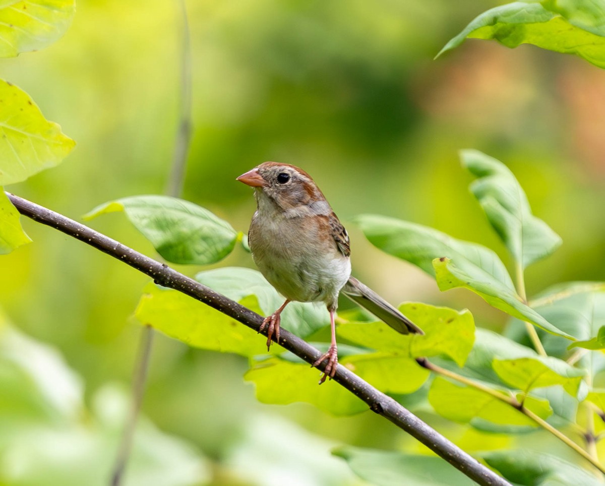 Field Sparrow - ML620616662