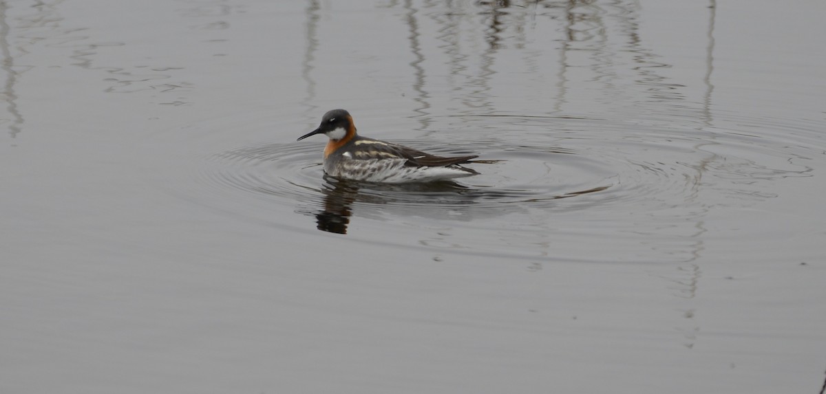 Red-necked Phalarope - ML620616664