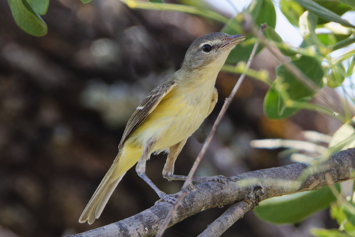 Bell's Vireo - ML620616665