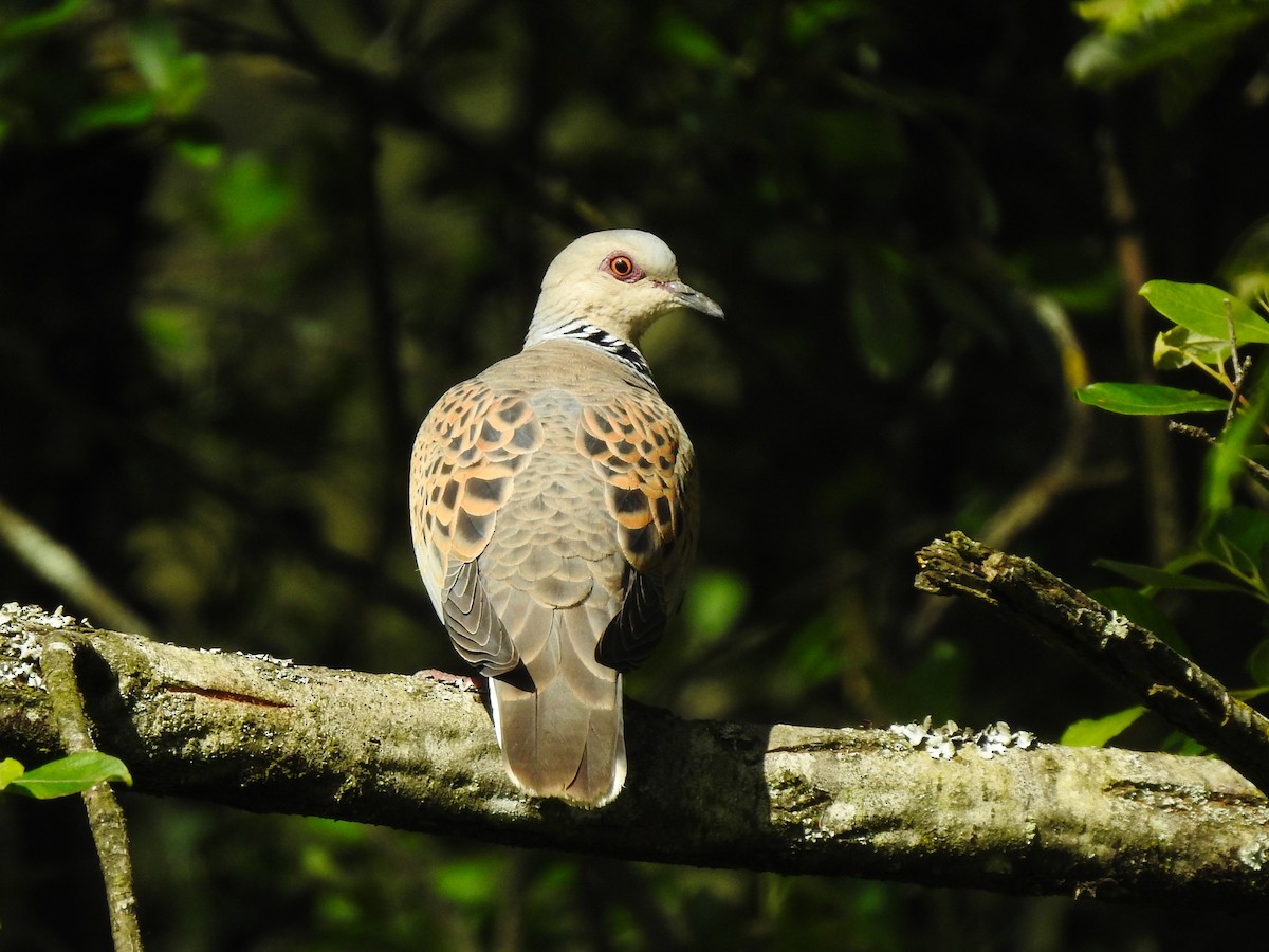 European Turtle-Dove - ML620616666