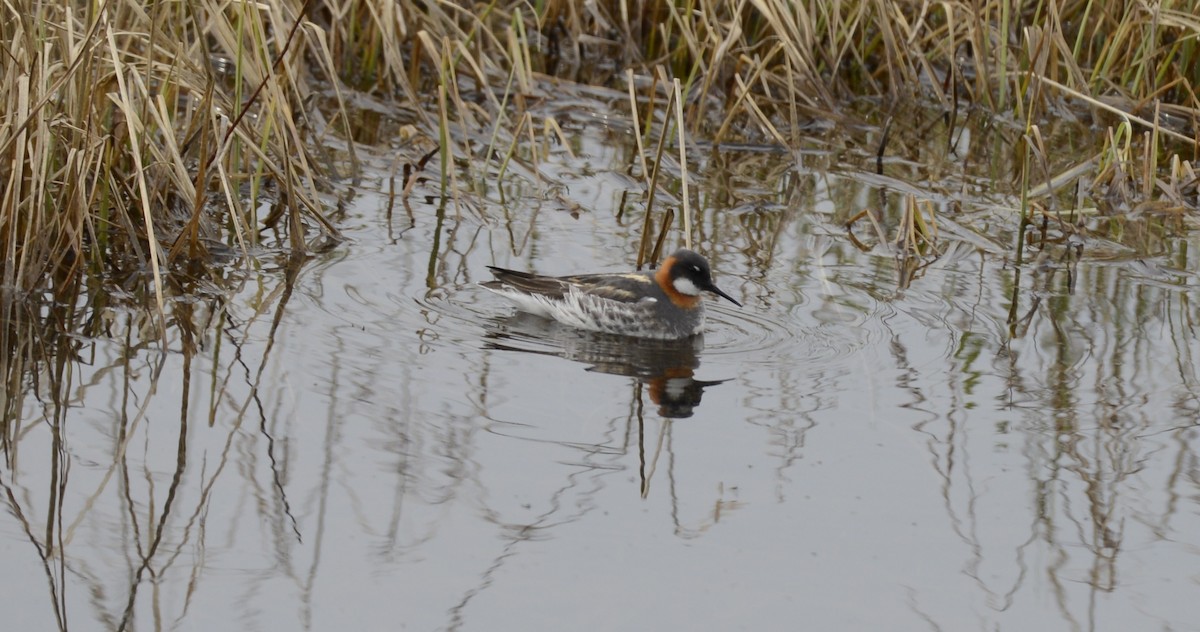 Red-necked Phalarope - ML620616668