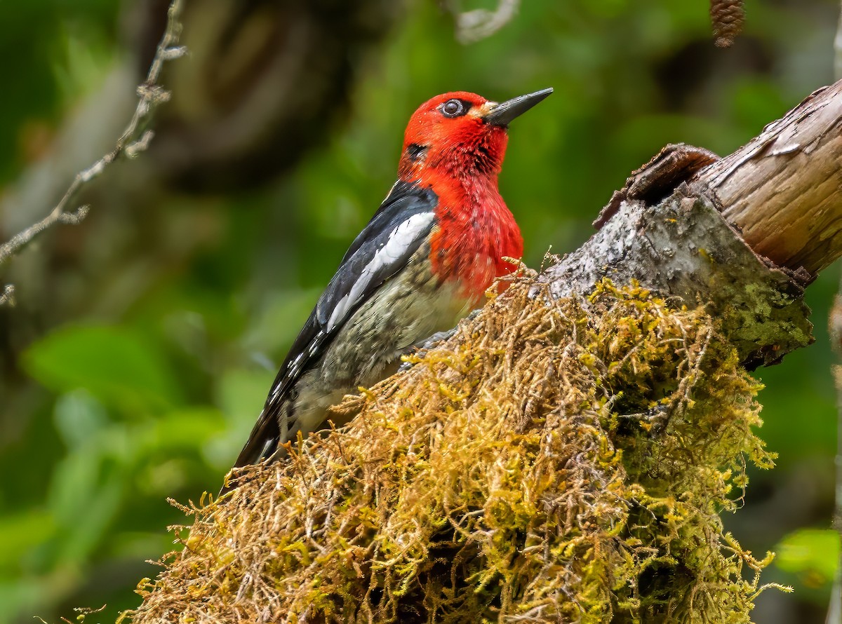 Red-breasted Sapsucker - ML620616669
