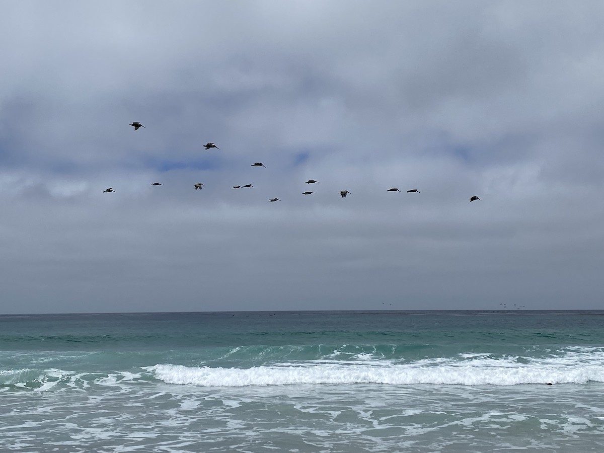 Brown Pelican - ML620616672