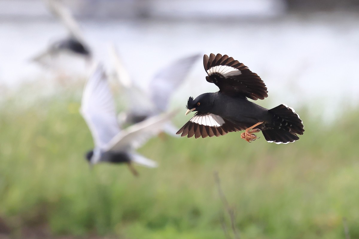 Crested Myna - ML620616674