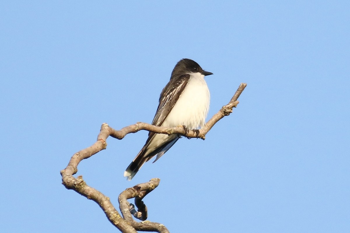 Eastern Kingbird - ML620616677