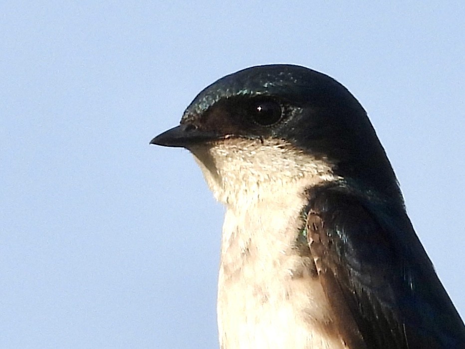 Tree Swallow - ML620616679