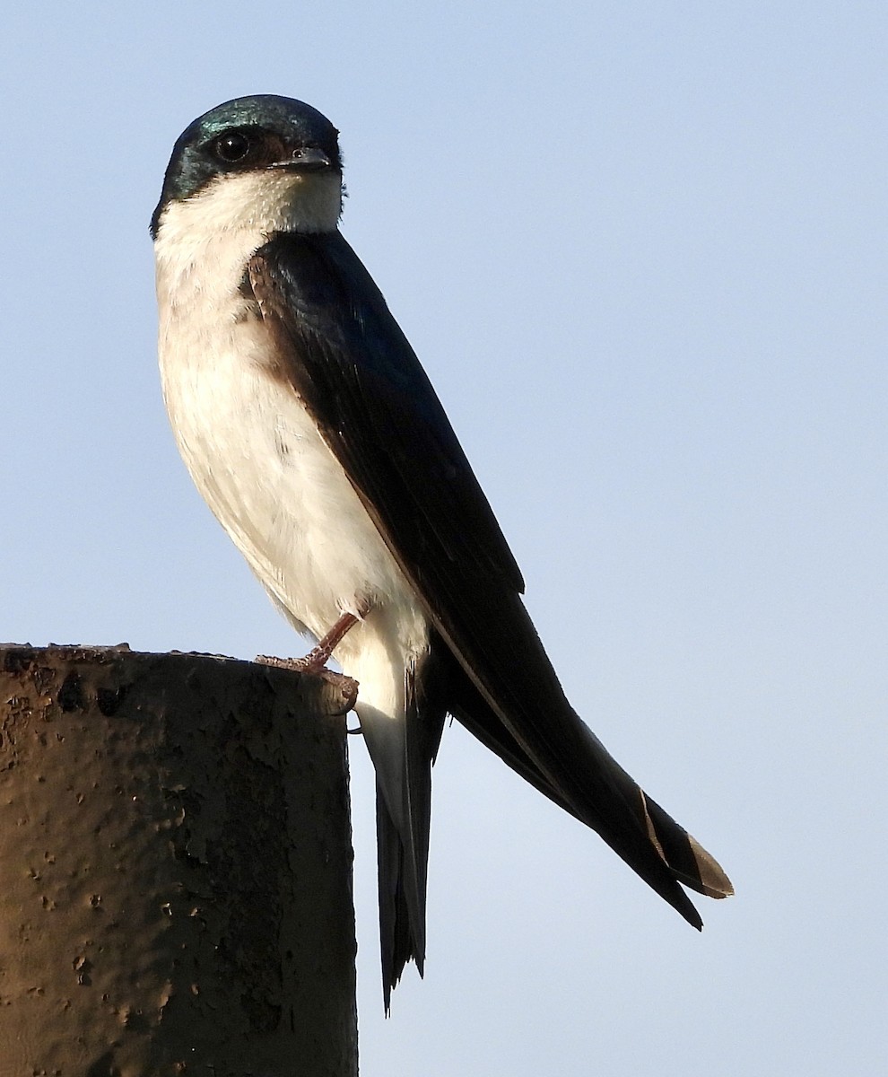 Tree Swallow - ML620616680