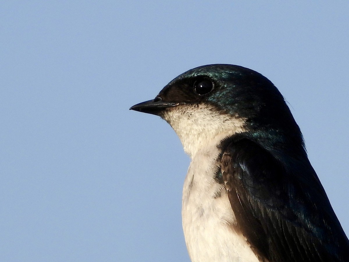 Tree Swallow - ML620616681