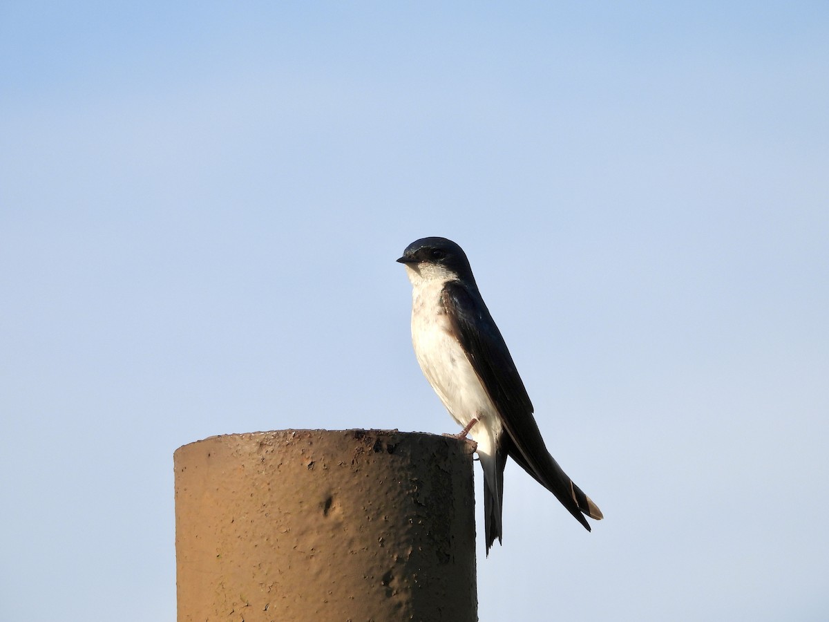 Tree Swallow - ML620616682