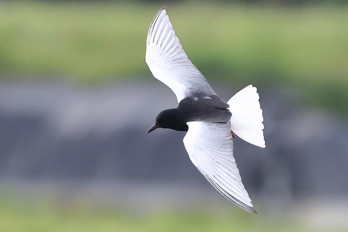 White-winged Tern - ML620616688