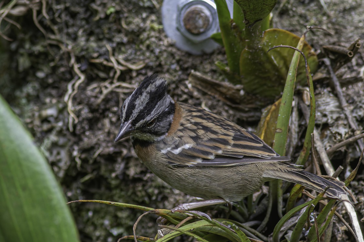 Rufous-collared Sparrow - ML620616690