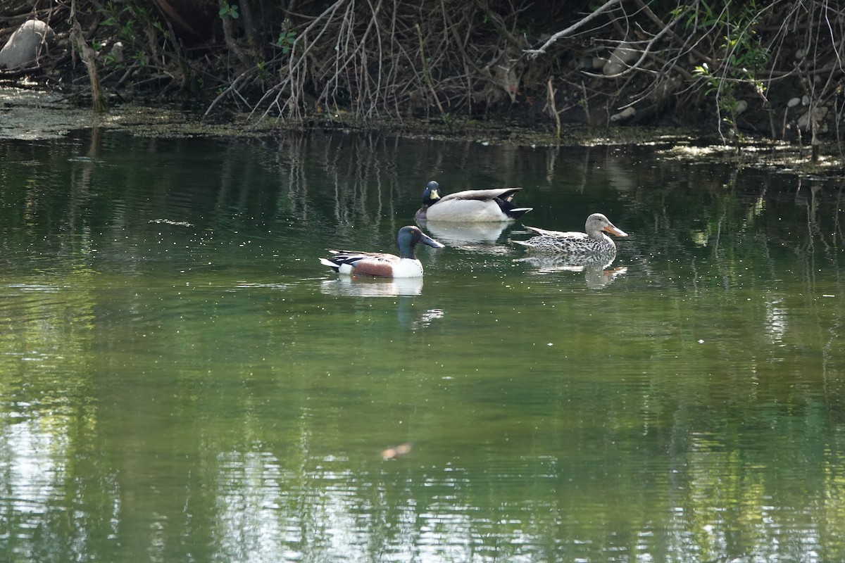 Northern Shoveler - ML620616691